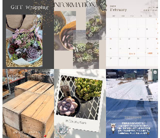 green room yatsugatake