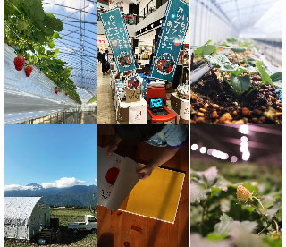 八ヶ岳富士見高原菜園いちえや