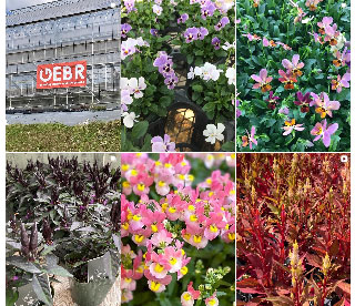 ゲブラナガトヨ八ヶ岳ファクトリー