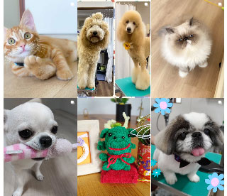 ペットハウスBibi