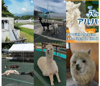 八ヶ岳 アルパカ牧場