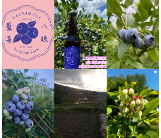 金井ブルーベリー農園